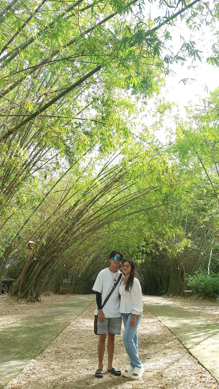 Bamboo 19